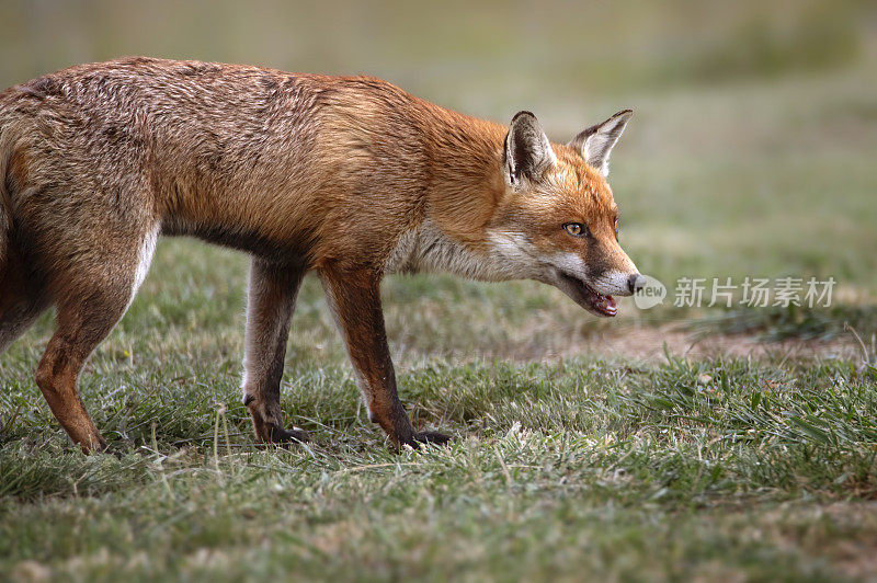 红狐(Vulpes Vulpes)